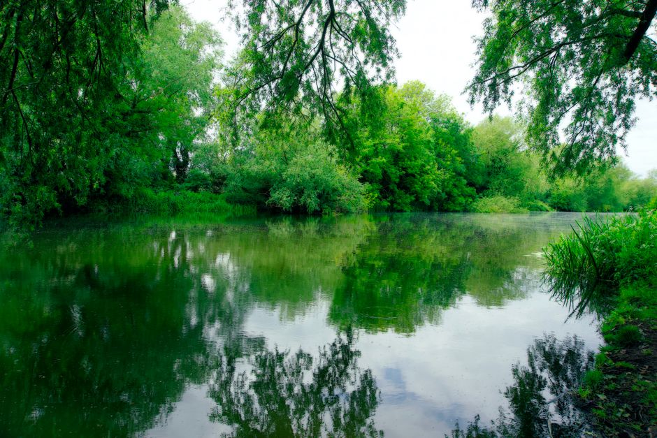 A natural river scene featuring a narrow, winding waterway with calm, reflective surface, bordered by tall, dense reeds and grasses in shades of green and golden brown. On the left side, there are clu